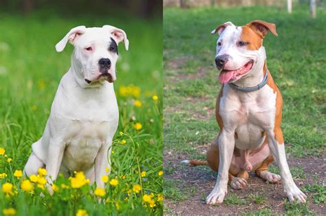 Compare Breeds. . Dogo argentino and pitbull mix
